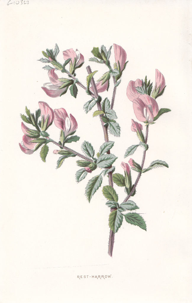 FLOWERS. Rest-Harrow c1895 old antique vintage print picture